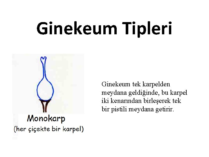 Ginekeum Tipleri Ginekeum tek karpelden meydana geldiğinde, bu karpel iki kenarından birleşerek tek bir