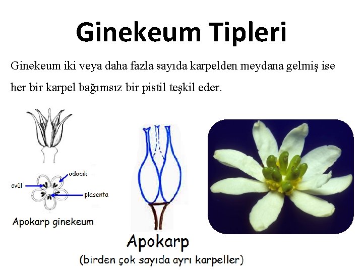 Ginekeum Tipleri Ginekeum iki veya daha fazla sayıda karpelden meydana gelmiş ise her bir