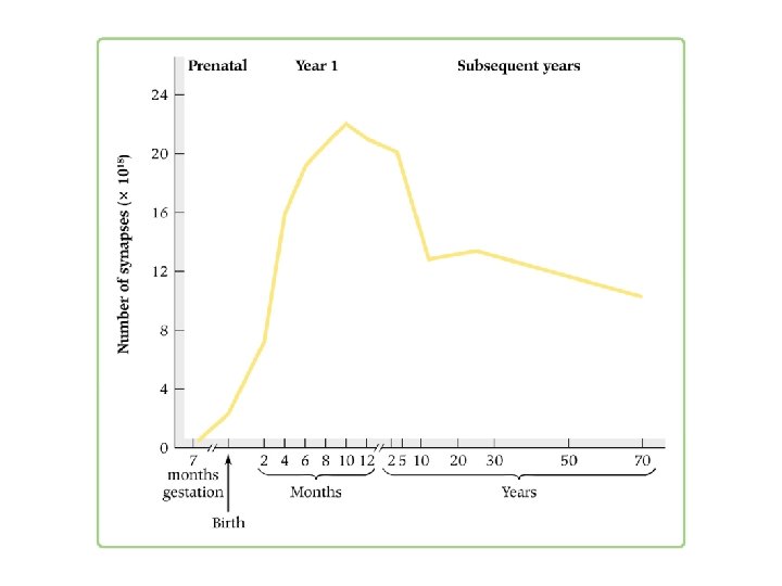 Early Infancy Physical Development and Body Growth Norms