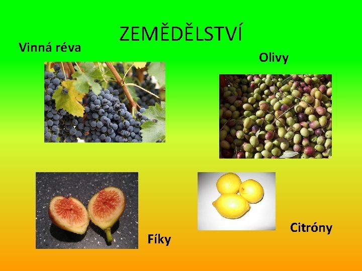 Vinná réva ZEMĚDĚLSTVÍ Olivy Fíky Citróny 