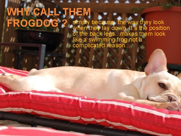WHY CALL THEM because the way they look FROGDOG ? simply when they lay