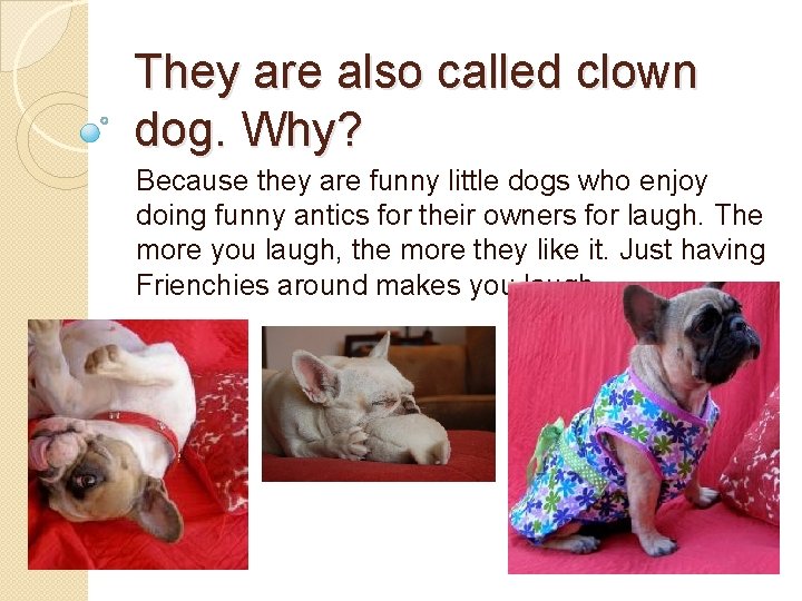 They are also called clown dog. Why? Because they are funny little dogs who