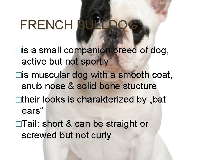 FRENCH BULLDOG �is a small companion breed of dog, active but not sportly �is