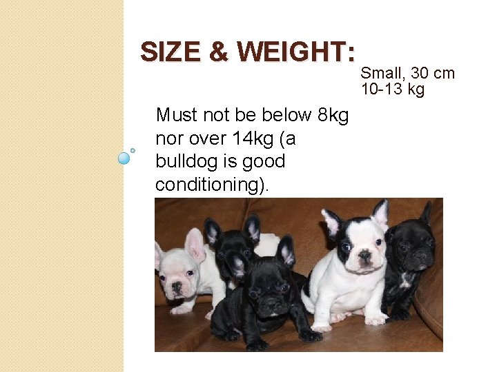 SIZE & WEIGHT: Must not be below 8 kg nor over 14 kg (a