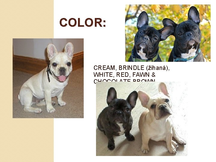 COLOR: CREAM, BRINDLE (žihaná), WHITE, RED, FAWN & CHOCOLATE BROWN 