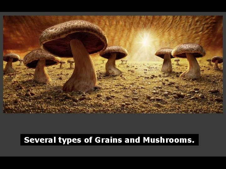 Several types of Grains and Mushrooms. 