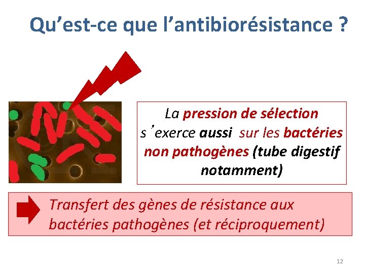 Qu’est-ce que l’antibiorésistance ? La pression de sélection s’exerce aussi sur les bactéries non