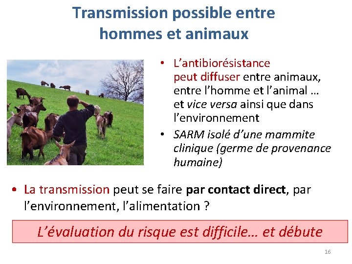 Transmission possible entre hommes et animaux • L’antibiorésistance peut diffuser entre animaux, entre l’homme