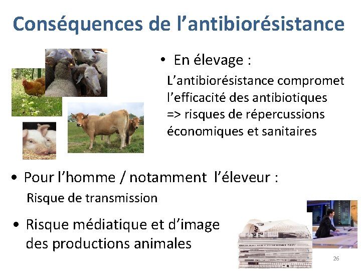 Conséquences de l’antibiorésistance • En élevage : L’antibiorésistance compromet l’efficacité des antibiotiques => risques