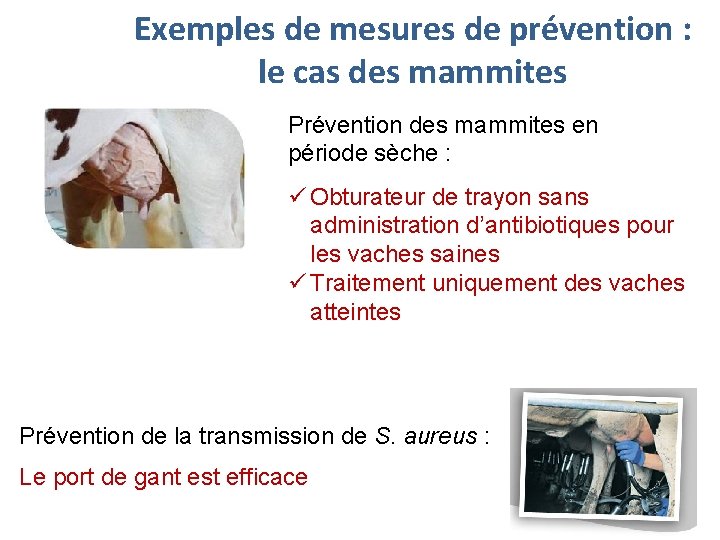 Exemples de mesures de prévention : le cas des mammites Prévention des mammites en