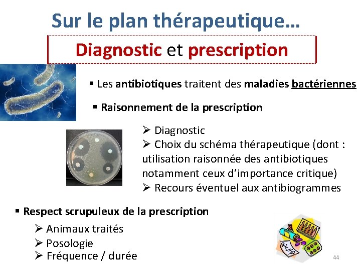 Sur le plan thérapeutique… Diagnostic et prescription § Les antibiotiques traitent des maladies bactériennes