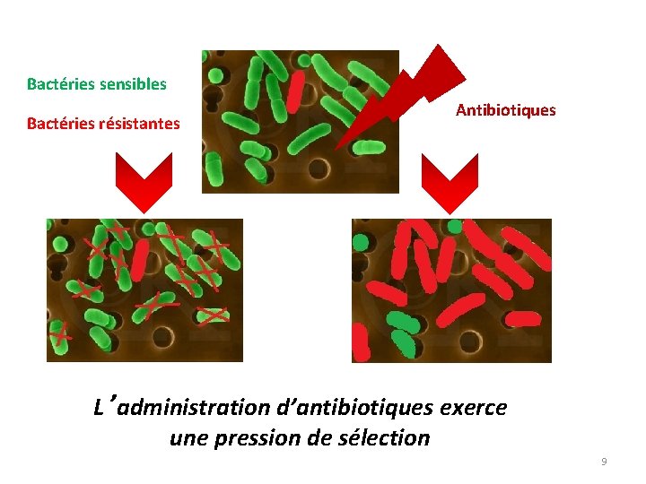 Bactéries sensibles Bactéries résistantes Antibiotiques L’administration d’antibiotiques exerce une pression de sélection 9 