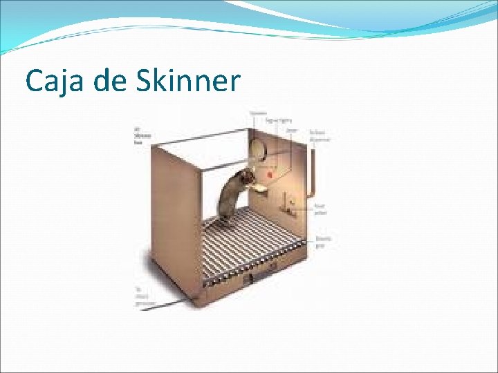 Caja de Skinner 