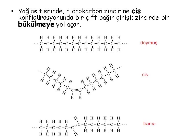  • Yağ asitlerinde, hidrokarbon zincirine cis konfigürasyonunda bir çift bağın girişi; zincirde bir