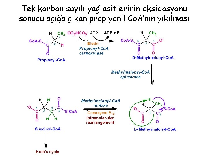 Tek karbon sayılı yağ asitlerinin oksidasyonu sonucu açığa çıkan propiyonil Co. A’nın yıkılması 