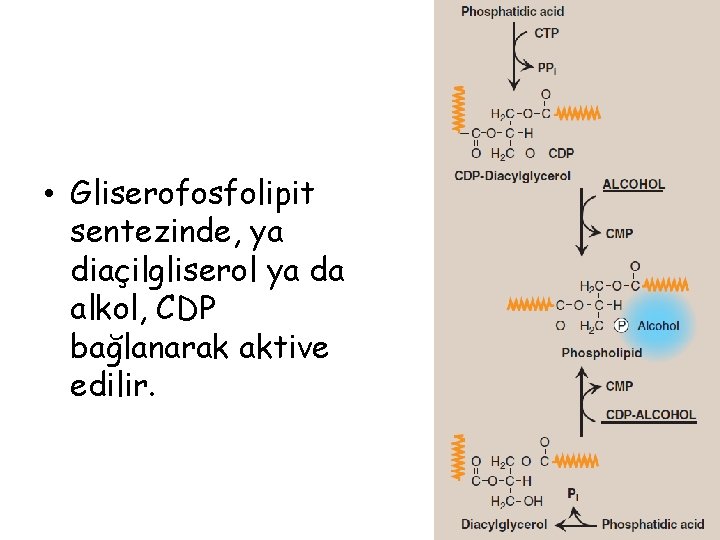  • Gliserofosfolipit sentezinde, ya diaçilgliserol ya da alkol, CDP bağlanarak aktive edilir. 