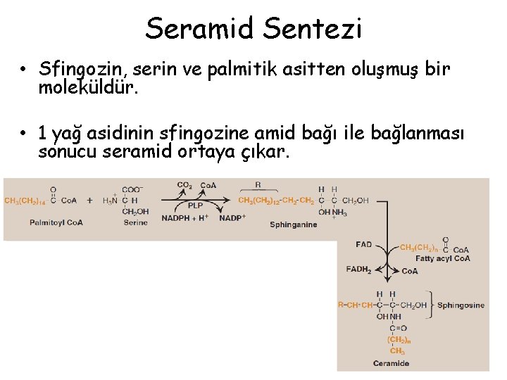 Seramid Sentezi • Sfingozin, serin ve palmitik asitten oluşmuş bir moleküldür. • 1 yağ