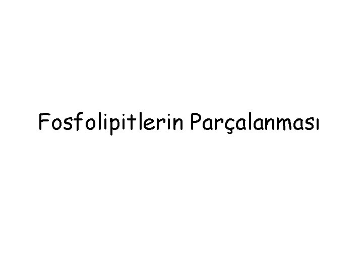 Fosfolipitlerin Parçalanması 