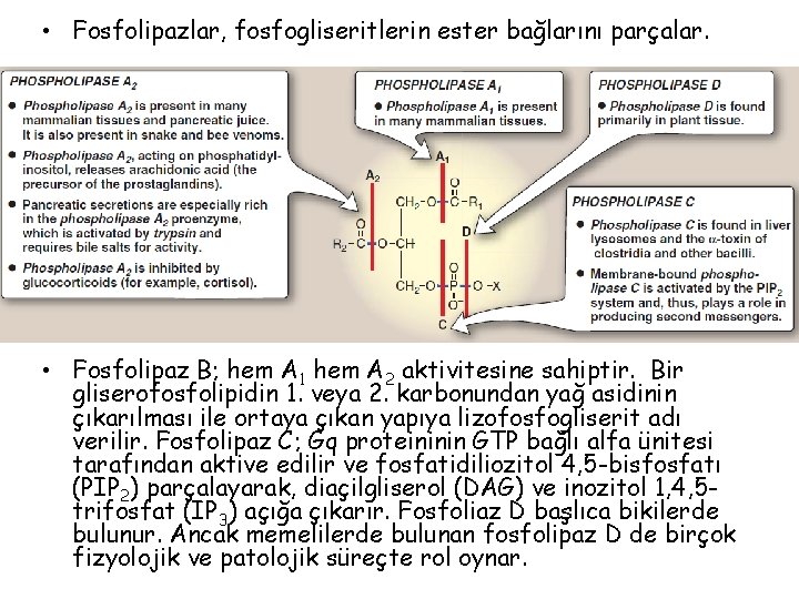  • Fosfolipazlar, fosfogliseritlerin ester bağlarını parçalar. • Fosfolipaz B; hem A 1 hem