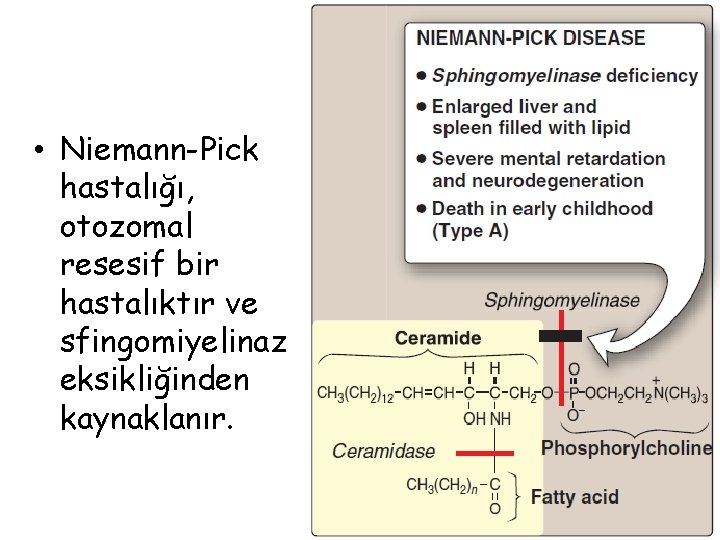  • Niemann-Pick hastalığı, otozomal resesif bir hastalıktır ve sfingomiyelinaz eksikliğinden kaynaklanır. 