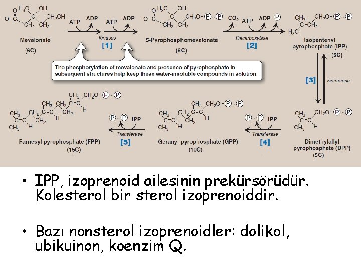  • IPP, izoprenoid ailesinin prekürsörüdür. Kolesterol bir sterol izoprenoiddir. • Bazı nonsterol izoprenoidler: