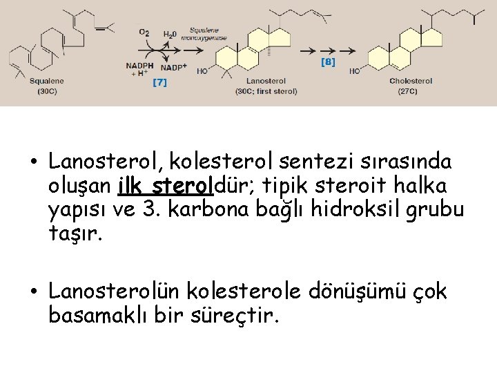  • Lanosterol, kolesterol sentezi sırasında oluşan ilk steroldür; tipik steroit halka yapısı ve