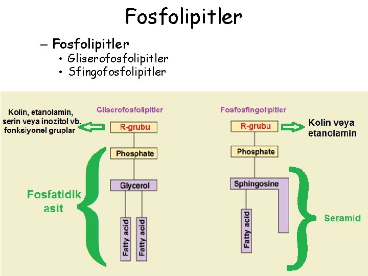 Fosfolipitler – Fosfolipitler • Gliserofosfolipitler • Sfingofosfolipitler 