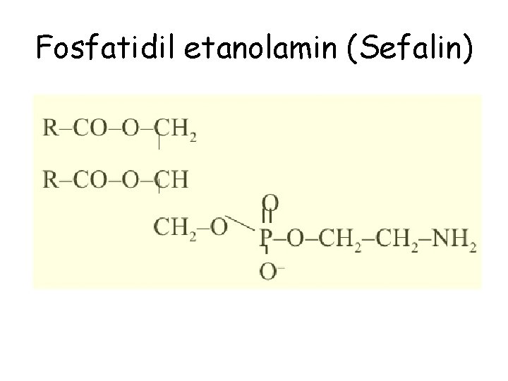 Fosfatidil etanolamin (Sefalin) 