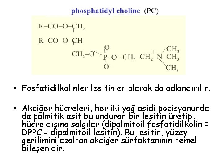  • Fosfatidilkolinler lesitinler olarak da adlandırılır. • Akciğer hücreleri, her iki yağ asidi