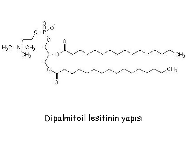 Dipalmitoil lesitinin yapısı 