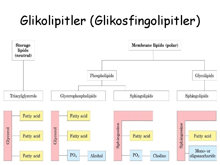 Glikolipitler (Glikosfingolipitler) 