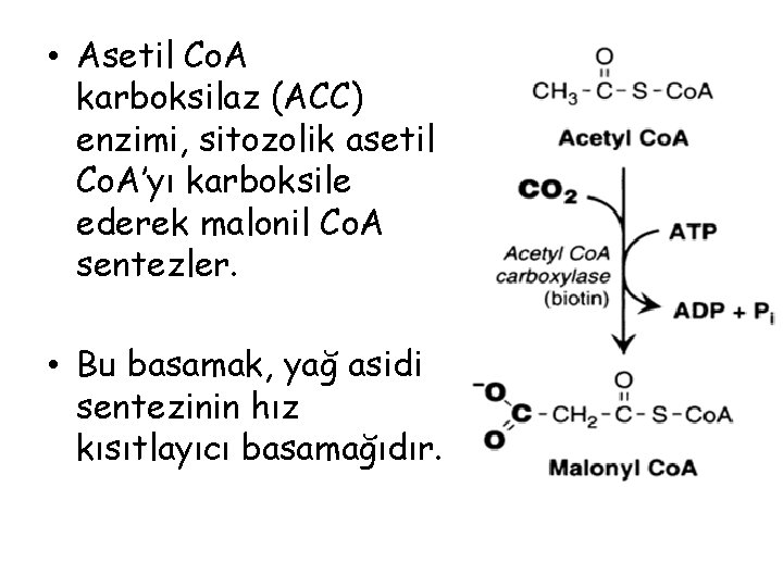  • Asetil Co. A karboksilaz (ACC) enzimi, sitozolik asetil Co. A’yı karboksile ederek