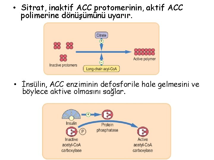  • Sitrat, inaktif ACC protomerinin, aktif ACC polimerine dönüşümünü uyarır. • İnsülin, ACC