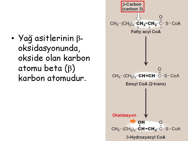  • Yağ asitlerinin βoksidasyonunda, okside olan karbon atomu beta (β) karbon atomudur. 