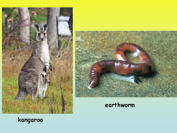 earthworm kangaroo 