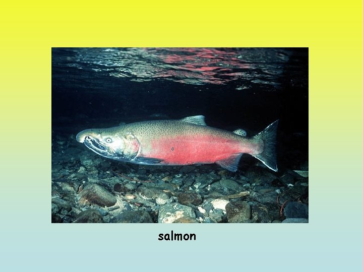 salmon 