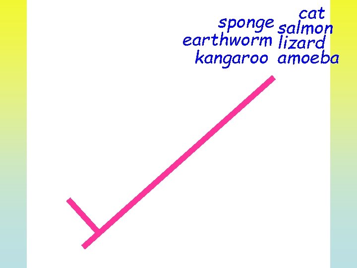 cat sponge salmon earthworm lizard kangaroo amoeba 