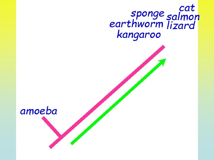 cat sponge salmon earthworm lizard kangaroo amoeba 
