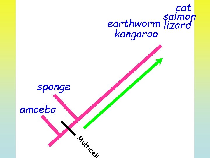 cat salmon earthworm lizard kangaroo sponge amoeba ll ce ti ul M 