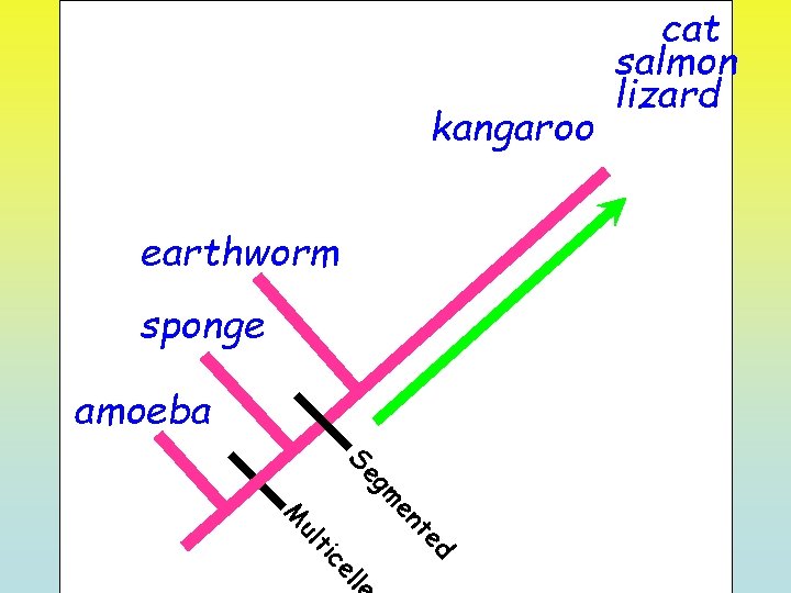 cat salmon earthworm lizard kangaroo earthworm sponge amoeba gm Se ed t en lle