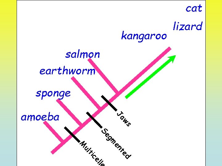 cat kangaroo salmon earthworm sponge ws Ja amoeba lizard gm Se d te lle