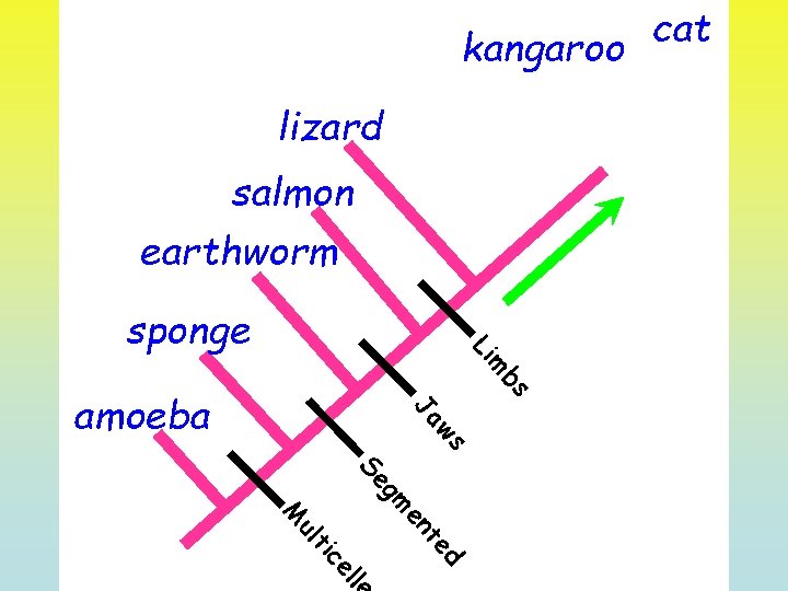 cat kangaroo lizard salmon earthworm m Li sponge bs ws Ja amoeba gm Se