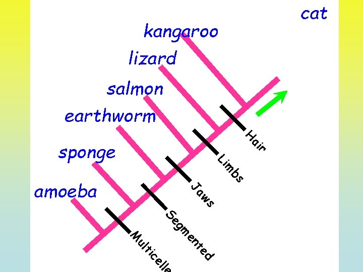 cat kangaroo lizard salmon earthworm H r ai sponge m Li bs ws Ja