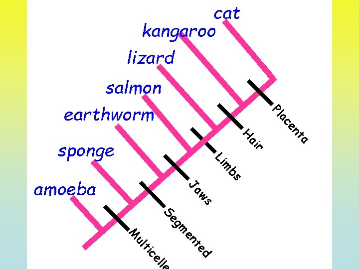 cat kangaroo lizard r ai m Li bs ws Ja amoeba ta H sponge