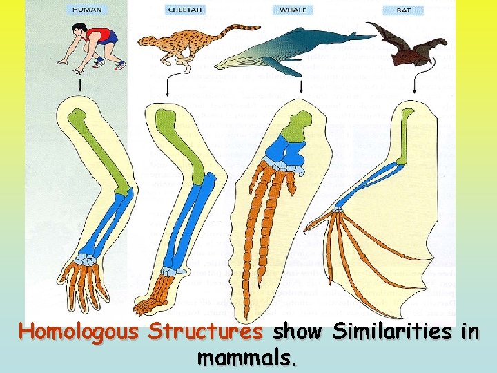 Homologous Structures show Similarities in mammals. 