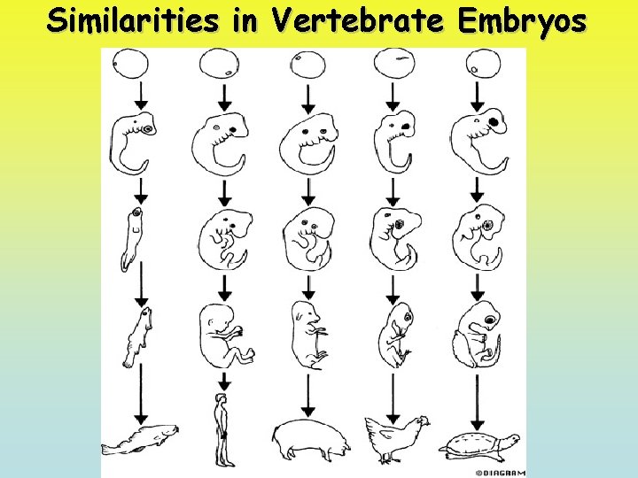 Similarities in Vertebrate Embryos 