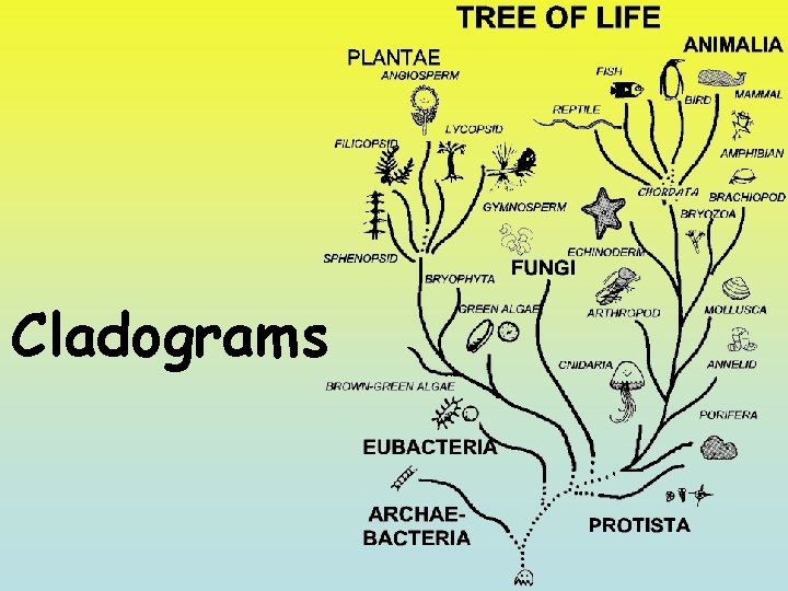 Cladograms 