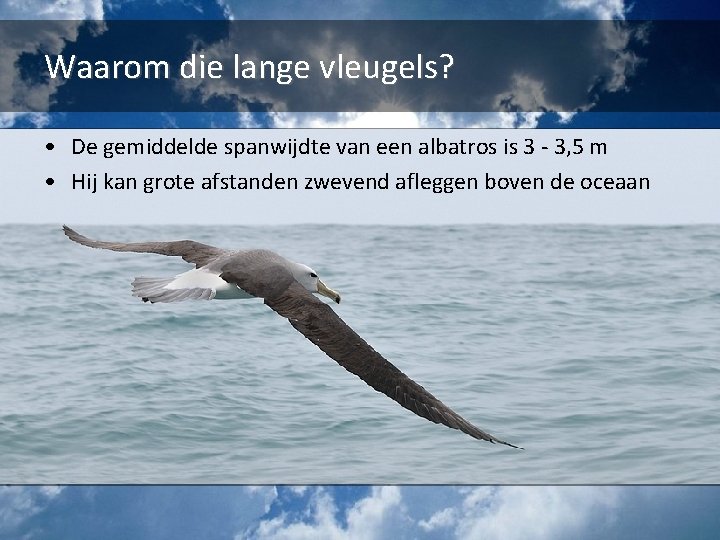 Waarom die lange vleugels? • De gemiddelde spanwijdte van een albatros is 3 -