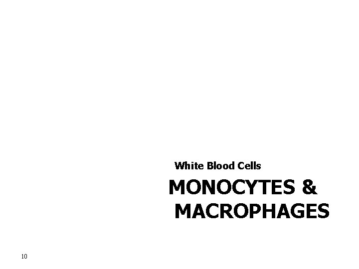 White Blood Cells MONOCYTES & MACROPHAGES 10 