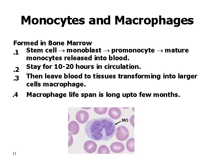 Monocytes and Macrophages Formed in Bone Marrow. 1 Stem cell monoblast promonocyte mature monocytes